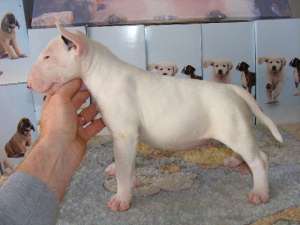 canisa chiorean vinde pui bullterrier de calitate
