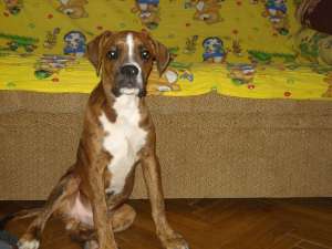 vand boxer