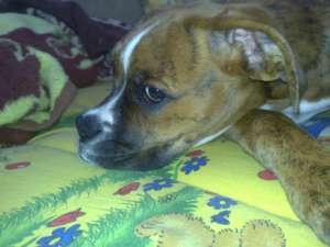 vand boxer