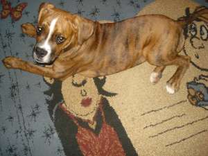vand boxer