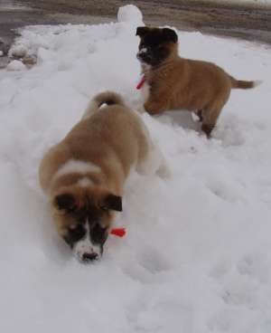 Vand puiuti Akita American