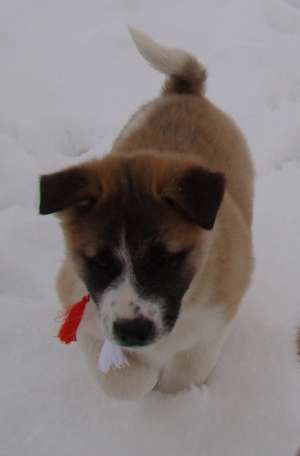 Vand puiuti Akita American