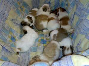 Vand catei Shih-Tzu