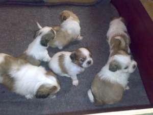 Vand catei Shih-Tzu