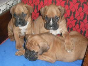 VAND CATEI DE BOXER DE VANZARE