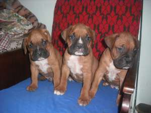 VAND CATEI DE BOXER DE VANZARE
