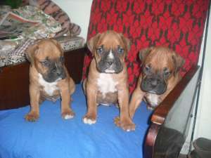 VAND CATEI DE BOXER DE VANZARE