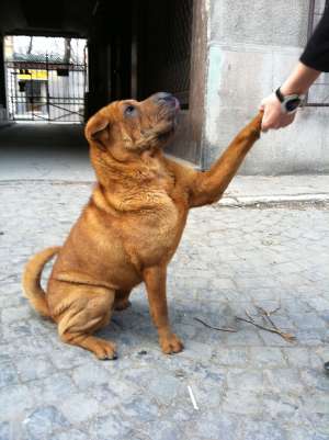 Caut femela Shar Pei pentru monta