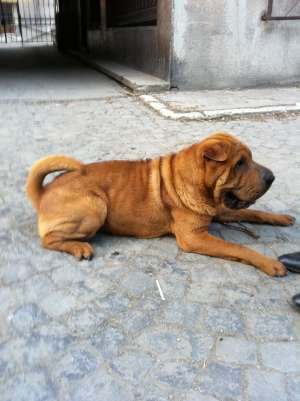 Caut femela Shar Pei pentru monta