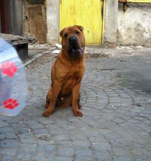 Caut femela Shar Pei pentru monta