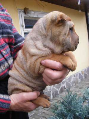 PUI SHAR-PEI