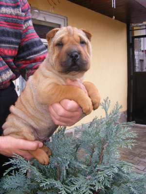 PUI SHAR-PEI