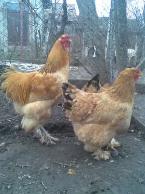 vand oua pentru incubatie gaini de rasa