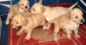 Vand catei canis pitic auriu