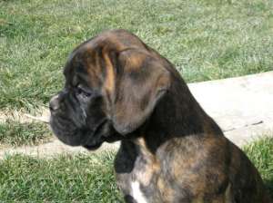 Pui boxer german - sonicbox