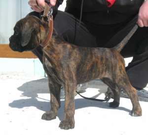 Pui boxer german - sonicbox