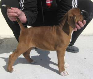 Pui boxer german - sonicbox