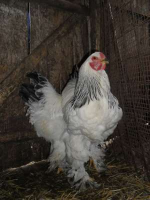 Vand GAINI URIASE BRAHMA