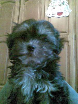 VAND BICHON HAVANEZ NEGRU