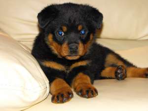 CANISA BALKANROTT VINDE CATEI ROTTWEILER CU PEDIGREE