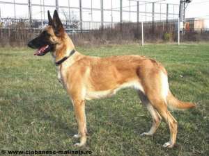 Vand pui Ciobanesc Belgian Malinois linie de lucru si paza  cu pedigree. Merita vazuti !!!