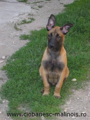 Vand pui Ciobanesc Belgian Malinois linie de lucru si paza  cu pedigree. Merita vazuti !!!