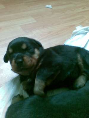 vand pui rottweiler