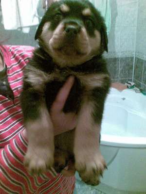 vand pui rottweiler