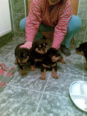 vand pui rottweiler