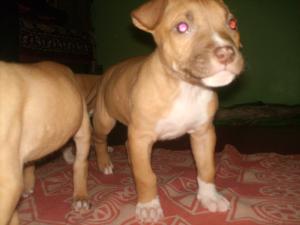 Vand Pui Amstaff