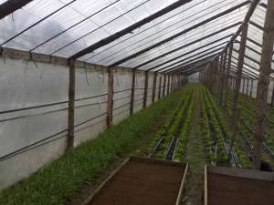 CONSTUIM SOLARE LEGUME CU MAT CLIENTULUI