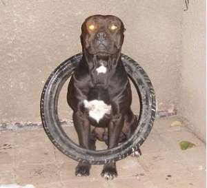 monta amstaff mascul