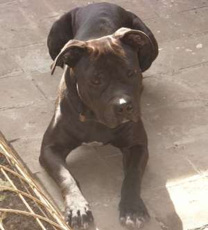 monta amstaff mascul