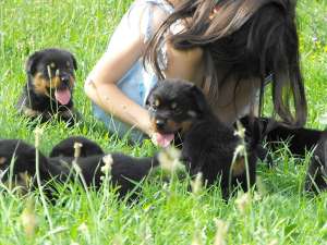 VIND CATEI ROTTWEILER CU PEDIGREE