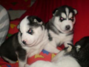 VAND HUSKY SIBERIAN
