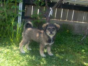 Ofer spre adoptie catel 2 luni Piatra Neamt