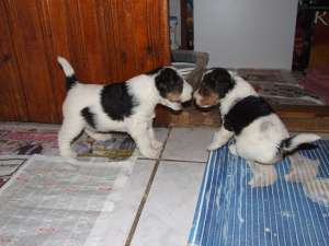 vand pui fox terrier