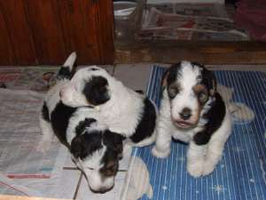 vand pui fox terrier