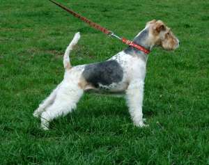 vand pui fox terrier