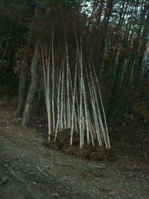 Vand plante