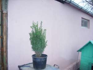 Vand plante