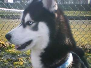 husky adult