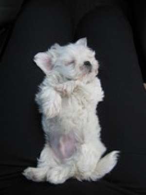 VAND PUI BICHON MALTESE