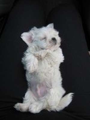 VAND PUI BICHON MALTESE