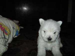 VAND WEST HIGHLAND WHITE TERRIER