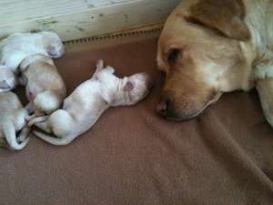 de vanzare pui labrador 5 femele