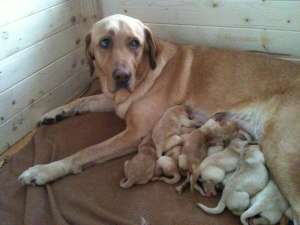 de vanzare pui labrador 5 femele