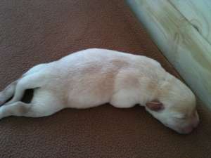 de vanzare pui labrador 5 femele