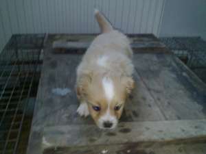 schimb bichon havanez cu husky