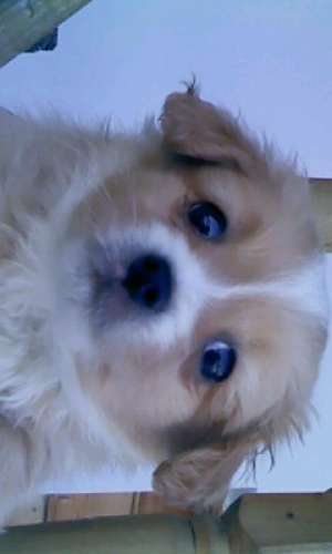 schimb bichon havanez cu husky